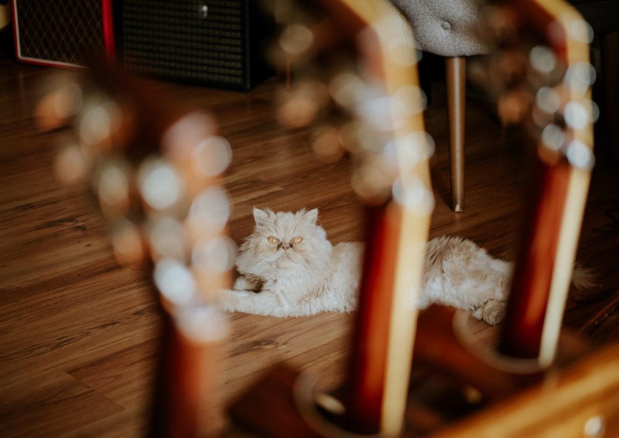 The Story Behind Tiny Paws